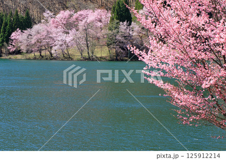 中綱湖　桜咲く春 125912214