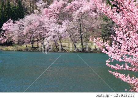 中綱湖　桜咲く春 125912215
