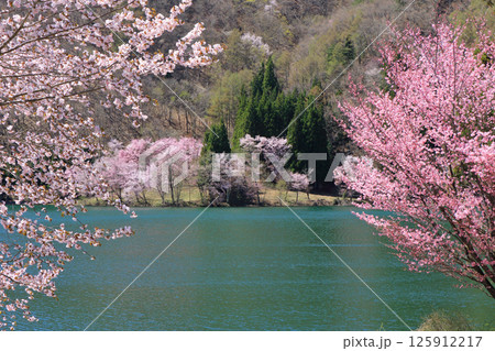 中綱湖　桜咲く春 125912217