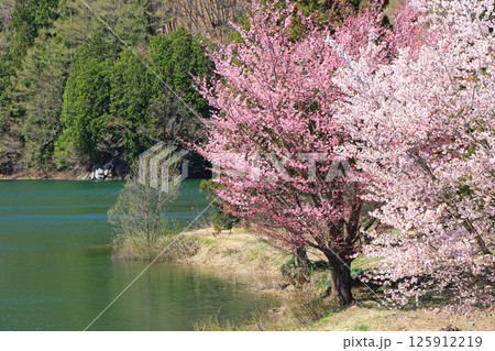 中綱湖 桜咲く春 中綱湖 桜咲く春 125912219