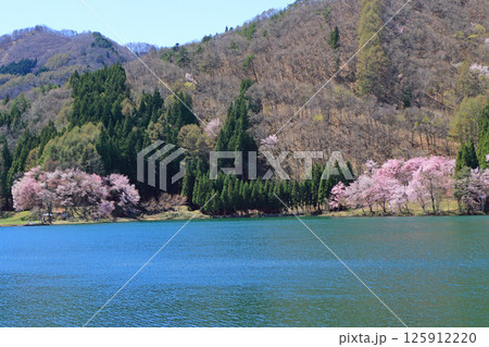 中綱湖 桜咲く春 中綱湖 桜咲く春 125912220