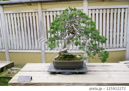 7831　盆栽　真柏　BONSAI 125912272