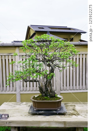 7834　盆栽　野梅　BONSAI 125912275