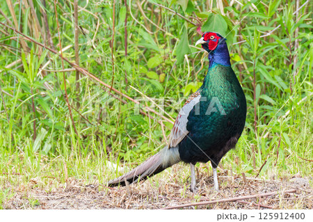 振り返るキジの雄 振り返るキジの雄 125912400