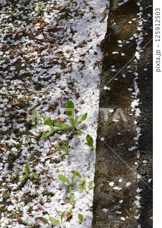 桜の花びら 桜の花びら 125912503