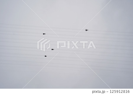 Adventurers Ziplining Overhead Against a Cloudy Sky, Viewed from Below 125912816