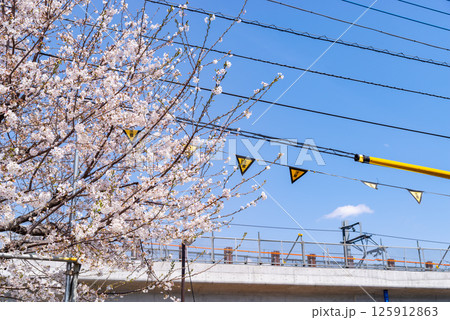 鉄道の高架橋工事とサクラの開花 東京都 東村山駅周辺 2025.04 b-1 鉄道の高架橋工事とサクラの開花 東京都 東村山駅周辺 2025.04 b-1 125912863