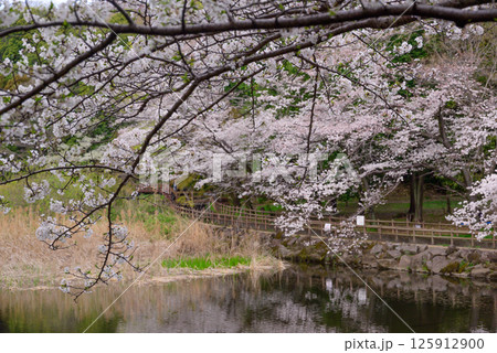 池に映る桜の風景 池に映る桜の風景 125912900