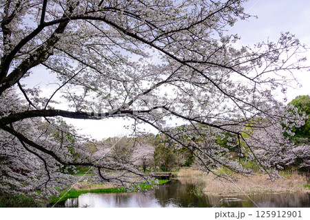 池に映る桜の風景 125912901