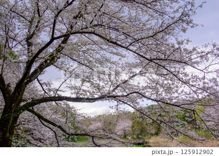 春の青空に映える満開の桜 春の青空に映える満開の桜 125912902