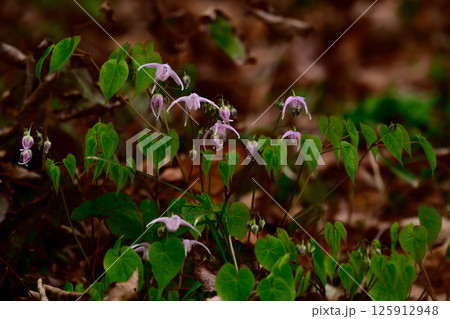 春の野山に自生するイカリソウ 125912948