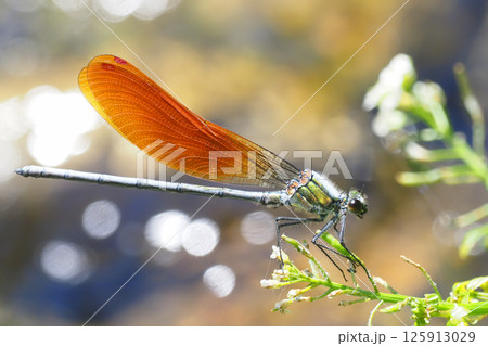 カワトンボ（オス・橙色翅型） 125913029
