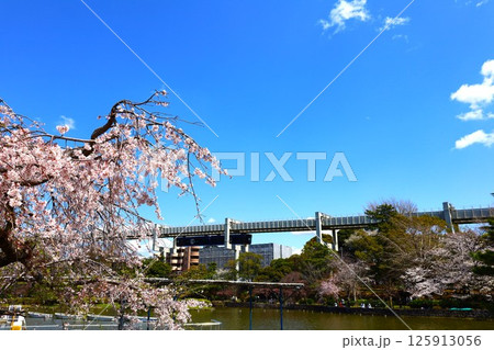 モノレールと桜の春景色（千葉公園） 125913056
