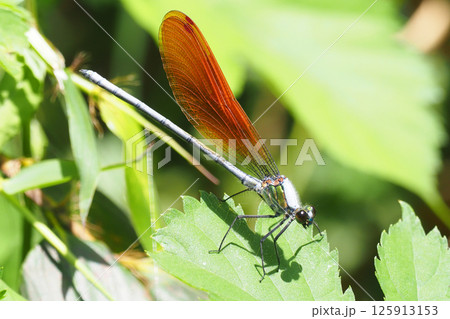 カワトンボ（オス・橙色翅型） 125913153