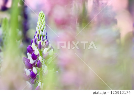 春に咲くルピナスの花 125913174