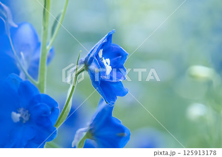 青いデルフィニウムの花 125913178