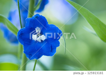 青いデルフィニウム 125913181