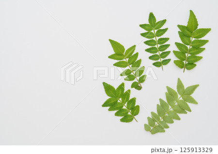 山椒の葉・木の芽 山椒の葉・木の芽 125913329