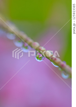 朝露に濡れるつつじの茎に零れ落ちそうな水滴がいっぱい 朝露に濡れるつつじの茎に零れ落ちそうな水滴がいっぱい 125913385