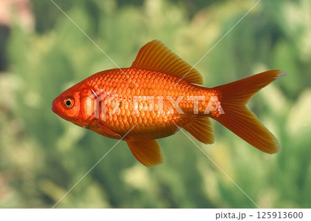 Gold fish in the aquarium 125913600