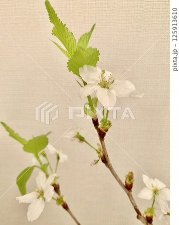 写真素材: 啓翁桜 (縦) 写真素材: 啓翁桜 (縦) 125913610