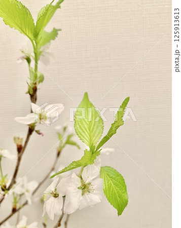 写真素材: 啓翁桜 (縦） 125913613