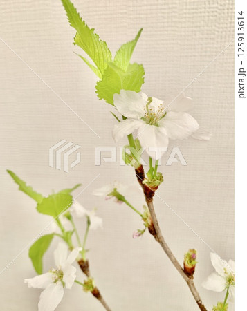 写真素材: 啓翁桜 (縦) 写真素材: 啓翁桜 (縦) 125913614