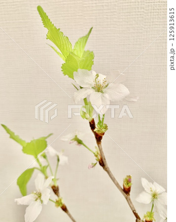 写真素材: 啓翁桜 (縦） 125913615