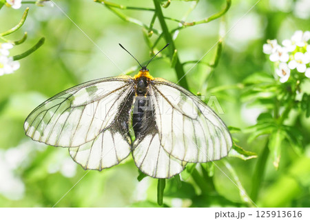 ウスバシロチョウ ウスバシロチョウ 125913616