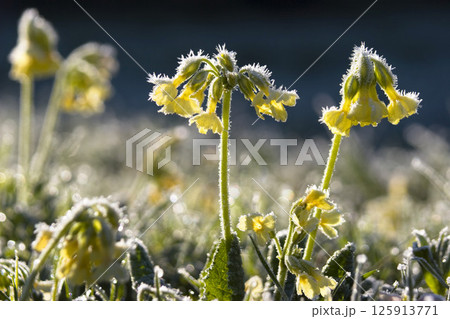 Primrose on meadow, Primula elatior, whitefrost, Upper Bavaria, Germany 125913771