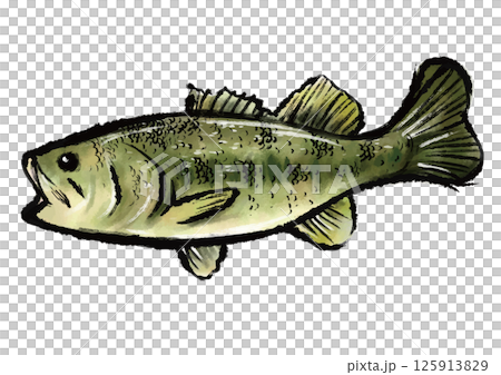 白背景の墨と水彩のバスのイラスト 125913829