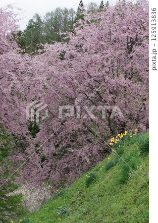 桜の花と土手の水仙 125913836