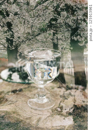 桜の花を反射するワイングラス 125913961