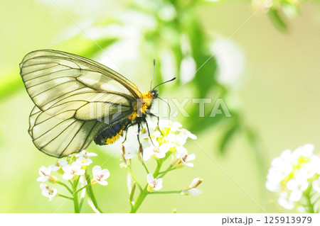 クレソンの花を吸蜜中のウスバシロチョウ 125913979