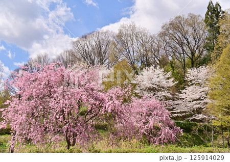 稲荷山公園の東山麓に咲く桜 稲荷山公園の東山麓に咲く桜 125914029
