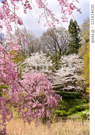 満開のしだれ桜とソメイヨシノの競演 満開のしだれ桜とソメイヨシノの競演 125914030