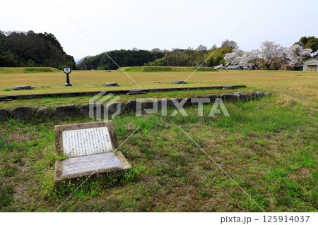 特別史跡 山田寺跡 満開の桜 特別史跡 山田寺跡 満開の桜 125914037