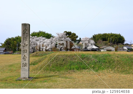 特別史跡 山田寺跡 満開の桜 特別史跡 山田寺跡 満開の桜 125914038