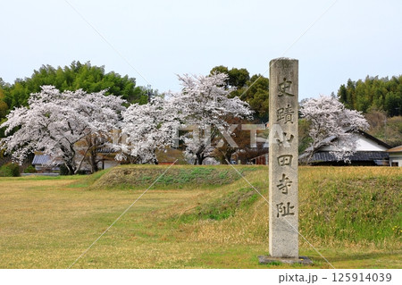特別史跡 山田寺跡 満開の桜 特別史跡 山田寺跡 満開の桜 125914039