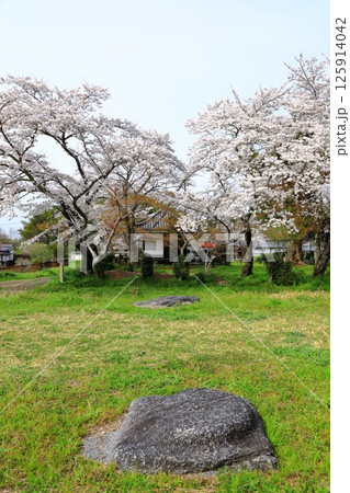 特別史跡　山田寺跡　満開の桜 125914042