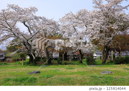 特別史跡 山田寺跡 満開の桜 特別史跡 山田寺跡 満開の桜 125914044
