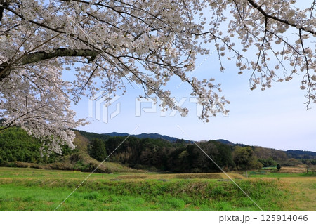 特別史跡 山田寺跡 満開の桜 特別史跡 山田寺跡 満開の桜 125914046