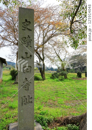 特別史跡 山田寺跡 満開の桜 特別史跡 山田寺跡 満開の桜 125914048