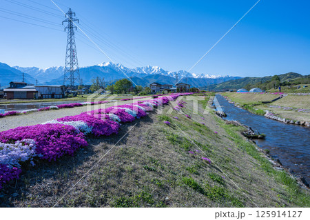 農具川河川公園 芝桜 長野県大町市 農具川河川公園 芝桜 長野県大町市 125914127