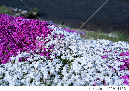 農具川河川公園 芝桜 長野県大町市 農具川河川公園 芝桜 長野県大町市 125914128