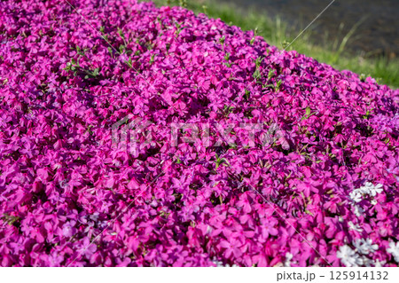 農具川河川公園 芝桜 長野県大町市 農具川河川公園 芝桜 長野県大町市 125914132