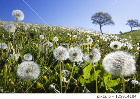 Dandelion meadow, Taraxacum officinale Dandelion meadow, Taraxacum officinale 125914184