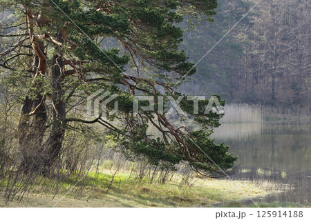 Pinus sylvestris, Upper Bavaria, Germany Pinus sylvestris, Upper Bavaria, Germany 125914188