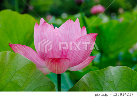 蓮の花のある風景 125914217
