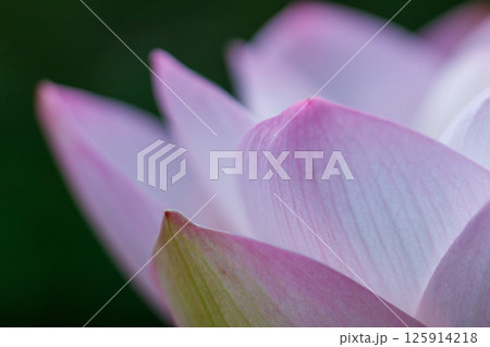 蓮の花のクローズアップ 125914218